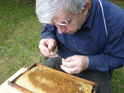 Beim Umlarven der Bienenmaden für die Königinnenzucht. (Quelle: R. Haag, 2013)