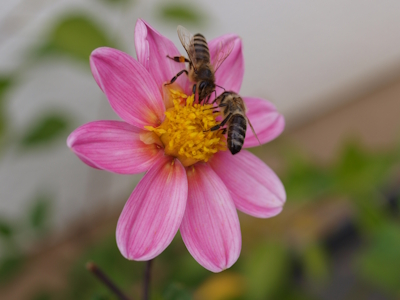 Bienen auf einer Dahlienblüte. (Quelle: R. Haag, 2013)