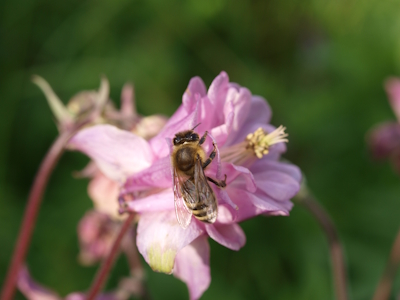 Biene auf einer Akeleiblüte. (Quelle: R. Haag, 2013)