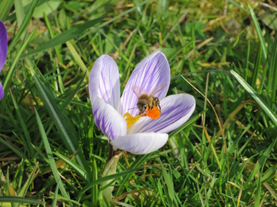 Bienen auf einer Krokusblüte. (Quelle: R. Haag, 2013)