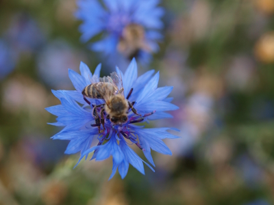 Bienen auf einer Kornblumenblüte. (Quelle: R. Haag, 2013)